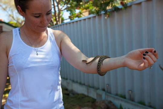 Pet Stimson's python (Antaresia stimsoni) snake on arm of woman, Perth, Western Australia, Australia
