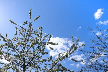 Branches of blooming cherry tree.