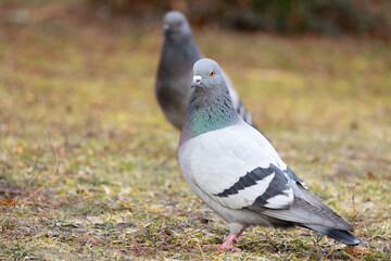 pigeon