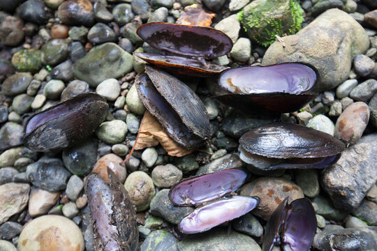 Shells of westernÂ pearlshellsÂ (MargaritiferaÂ falcata), Fraser Valley, British Columbia, Canada