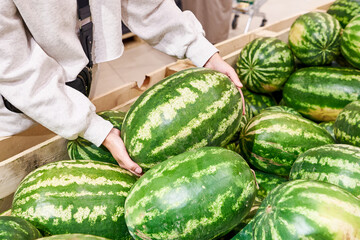 Watermelon in hands of buyer in shop