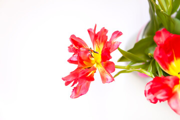 Obraz na płótnie Canvas Pink tulip flowers. Beautiful spring floral composition.
