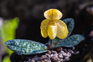 Paphiopedilum concolor, beautiful forest orchid in rainseason.