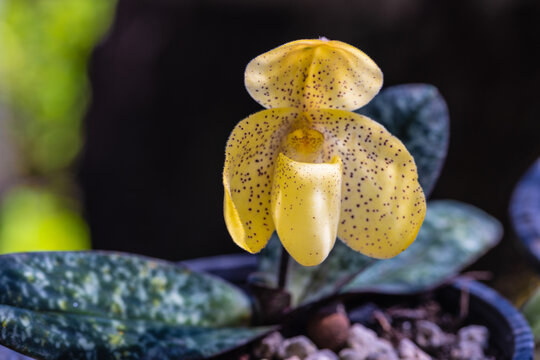 Paphiopedilum concolor, beautiful forest orchid in rainseason.