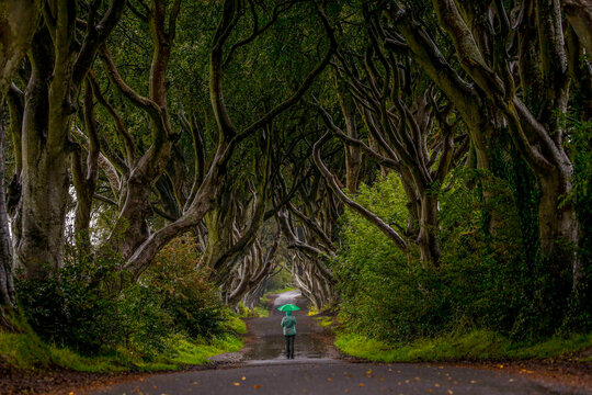 Woman walks with umbrella down tree lined road