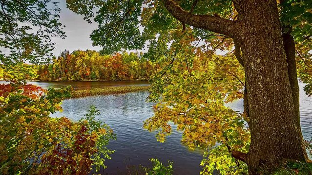 Beautiful autumn forest colors near water lake, fusion time lapse