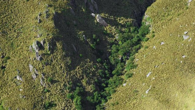 View of a Tabaquillo (Polylepis australis) forest on a Mountain slope. Cordoba, Argentina. Zoom in, 4k