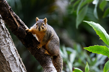 Fox squirrel (Sciurus niger)
