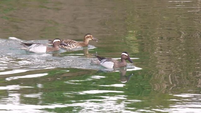 Wildlife - birds. Garganey (Spatula querquedula), a duck species, lives in wetlands and feeds on plants and insects.