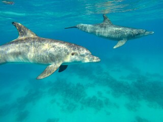 Close-up of a dolphin, spots of sunlight on its skin, another dolphin in the background.