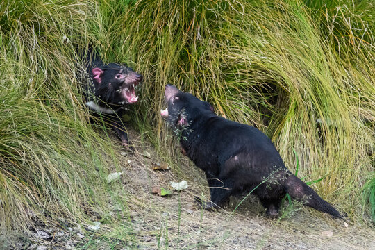 The Tasmanian devil (Sarcophilus harrisii) is a carnivorous marsupial of the family Dasyuridae