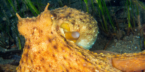 Common Octopus, Octopus vulgaris, Cabo Cope-Puntas del Calnegre Natural Park, Mediterranean Sea, Region de Murcia, Murcia, Spain, Europe