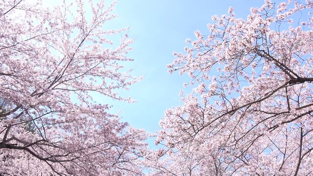 風で舞い散る満開の桜の花びらと青空のスローモーション  4K 