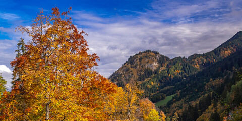 Autumn Mixed Forest, Bavarian Alps, Hohenschwangau, Füssen, Ostallgäu, Bavaria, Germany, Europe