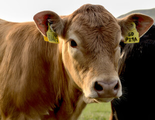 Beef Cattle in a Scottish farm