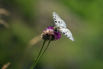 The Apollo or mountain Apollo (Parnassius apollo) is a rare butterfly that lives in the Tatra National Park in Slovakia.