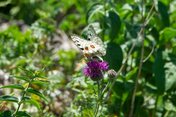 The Apollo or mountain Apollo (Parnassius apollo) is a rare butterfly that lives in the Tatra National Park in Slovakia.