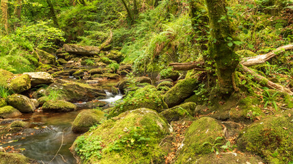 Fragas do Eume Natural Park, Pontedeume, La CoruÃ±a, Galicia, Spain, Europe