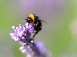 Hummel