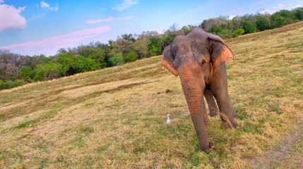Fototapeta na wymiar Sri Lankan Elephant, Elephas maximus maximus, Kaudulla National Park, Sri Lanka, Asia