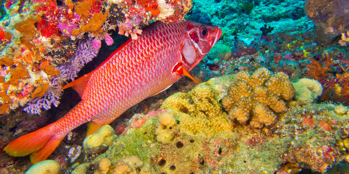 Red-face Squirrelfish, Sargocentron violaceum, Coral Reef, South Ari Atoll, Maldives, Indian Ocean, Asia