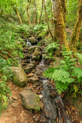 Fragas do Eume Natural Park, Pontedeume, La Coruña, Galicia, Spain, Europe