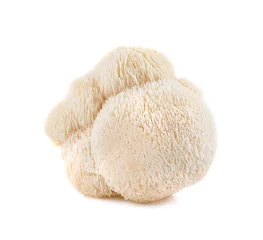 Fototapeten lion mane mushroom isolated on white background © wealthy lady