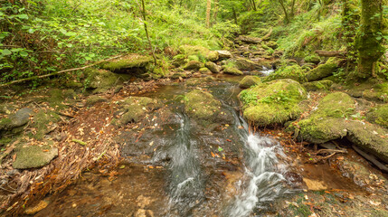 Fragas do Eume Natural Park, Pontedeume, La Coruña, Galicia, Spain, Europe