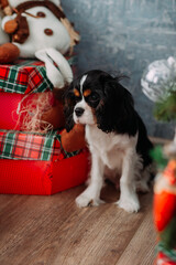 A breed of companion dogs, a small spaniel 4469.