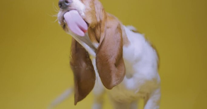 Basset hound three months old puppy licking wet glass. Funy dog portrait with tongue stick out. Yellow background.