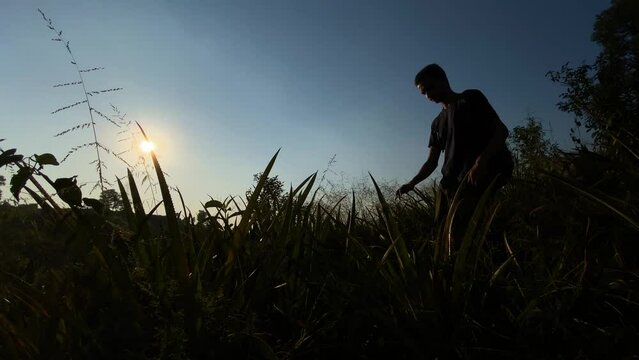 Silhouetted young man wondering through high grass vegetation at sunset, low angle