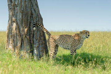 Cheetah (Acinonyx jubatus) scent marking territory against tree, Masai Mara National Reserve, Kenya, Africa