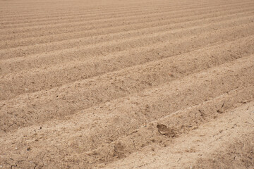 Uncultivated field or orchard prepared to be cultivated after a time of regeneration of the land