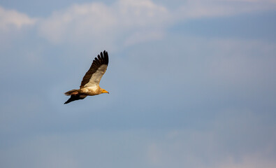 flying bird of prey, Egyptian Vulture, Neophron percnopterus	