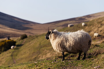 Fototapeta premium The blackface sheep breed is the most numerous pure breed in Britain, with the vast majority in Scotland.