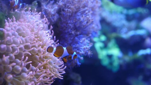 Couple of clown fish swimming by an anemone on the reef