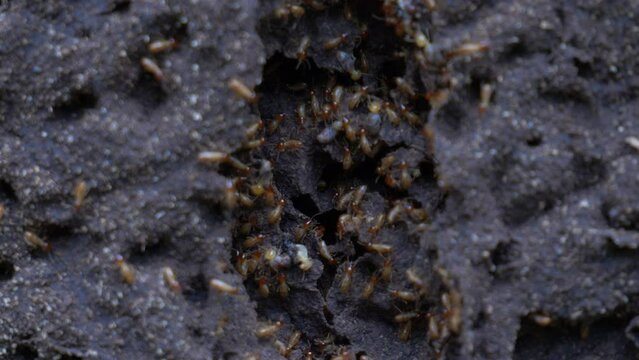 Termites colony in action, repairing the Nest after big damage