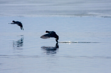 water bird landing on the ground, Eurasian Coot, Fulica atra