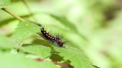 Fluffy Caterpillar climbing on leaves