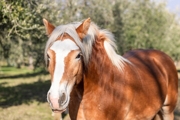 Obraz premium Stunning Highlander breed horse with a white mane posing in a picturesque olive grove (Focus on eyes)