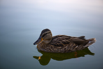 wild female duck swims in a pond, summer day