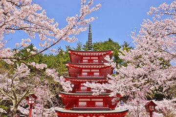 青空に映える桜と五重塔　新倉山浅間公園