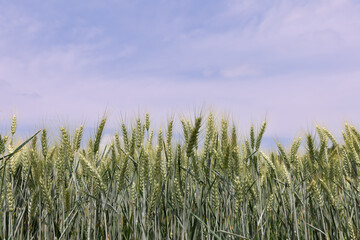 Green spikelets of ripening wheat against the blue sky in northern Italy