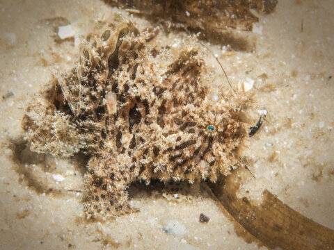 A striated frogfish or hairy frogfish - Antennarius striatus 