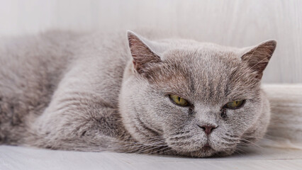Obraz na płótnie Canvas British cat with yellow eyes lying on the floor