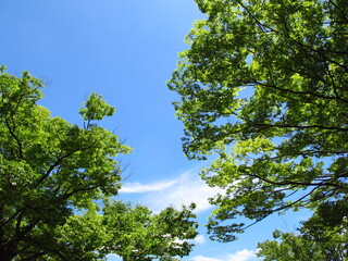 真夏の空と欅