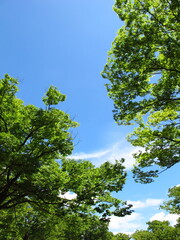 Fototapeta premium 真夏の空と欅