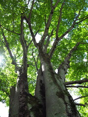 真夏の公園の欅