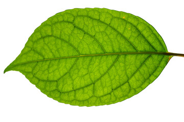 Fototapeta na wymiar leaf on white background back illuminated with veins