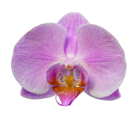 Fototapeta na wymiar detail of pink orchid flower on white